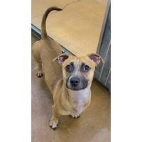 adopt-pet