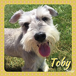 Thumbnail photo of Toby~~ADOPTION PENDING #2