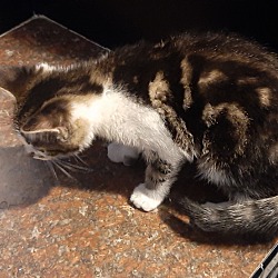 Calico Kittens For Sale In Indiana Adoptapet Com