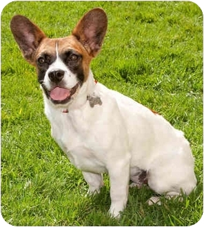 jack russell terrier french bulldog mix