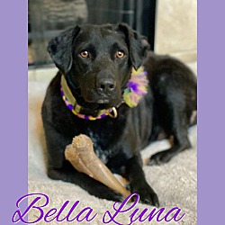 Thumbnail photo of Bella Luna #1