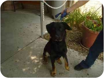 Barrie On Rottweiler Meet Houdini A Pet For Adoption