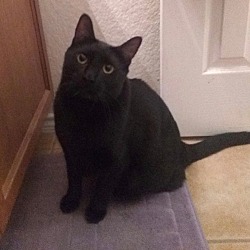 Photo of Apollo (aka Peace)
