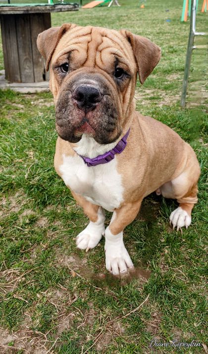 Blackwood, Nj - Shar Pei. Meet Sharpay A Pet For Adoption - Adoptapet.com