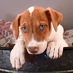 Thumbnail photo of Mama Gingersnap Pup - Macaroon #1