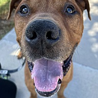 adopt a pet
