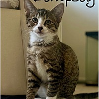 adopt a pet