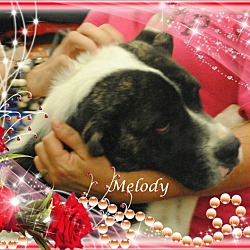 Thumbnail photo of Melody #2