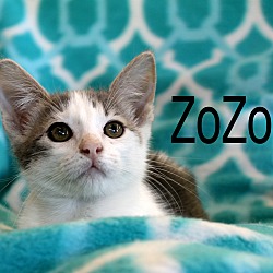 Thumbnail photo of ZoZo #2