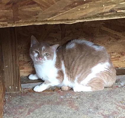 Virginia Beach Va Domestic Shorthair Meet Ray Barn A Pet For