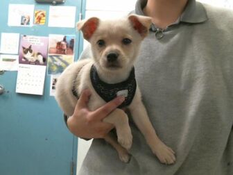 Adopt A Pet Petsmart Charities