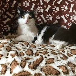 Photo of Dolce