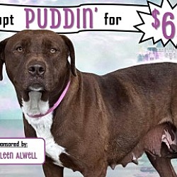 Photo of Puddin'
