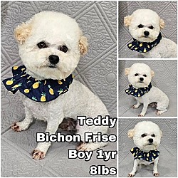 Thumbnail photo of Teddy from Korea #1