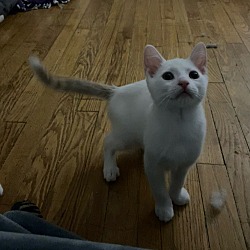 Thumbnail photo of Kiki's kitten: Osono #4
