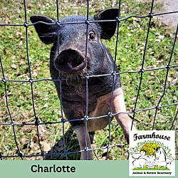 Thumbnail photo of Charlotte #1