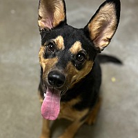 adopt a pet