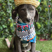 adopt a pet