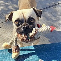 adopt a pet