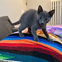 adopt a pet