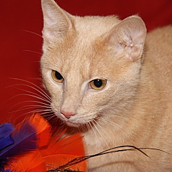 Thumbnail photo of Punkin (Spayed & Declawed) #1