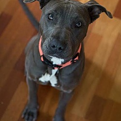 Thumbnail photo of Layla (foster dog) #2