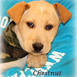 Thumbnail photo of Chestnut~adopted! #1