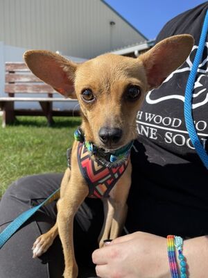 Wisconsin Rapids, WI - Chihuahua. Meet Lolly a Pet for Adoption ...