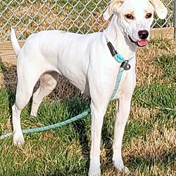 Photo of Nova