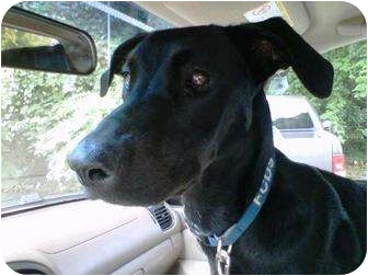 Harmony Nc Labrador Retriever Meet Bella A Pet For Adoption