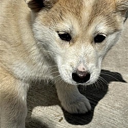 Thumbnail photo of Husky Pups - Bluey #2