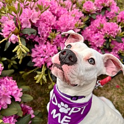Photo of Lavender (In Foster)