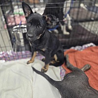 adopt a pet
