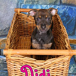 Photo of Didi