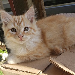 Photo of Orange kitten