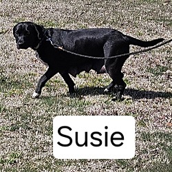 Thumbnail photo of Susie #3