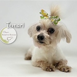 Thumbnail photo of Temari #2