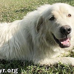 Thumbnail photo of Casper in TN - The Friendly & Gentle Pyr! #2