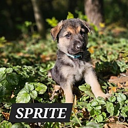 Thumbnail photo of Sprite #4