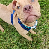 adopt a pet