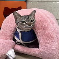 adopt a pet