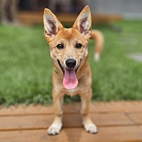adopt-pet