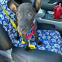 adopt a pet