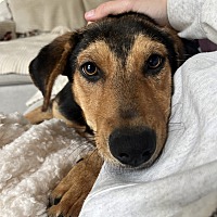 adopt a pet
