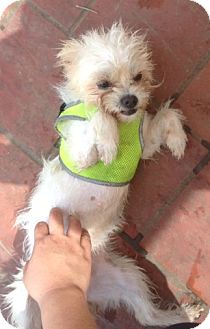 Mcallen Tx Maltese Meet Love To Roll In Mud Poppy A