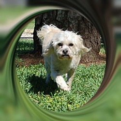 Thumbnail photo of Adopted!! Baxter - SE TX #2