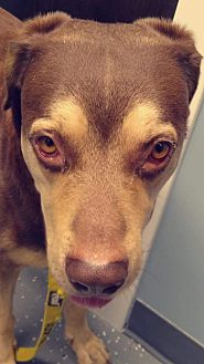 petsmart frontline gold