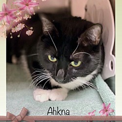 Thumbnail photo of AHNKA #4