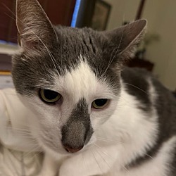 Photo of Loki - Courtesy Listing