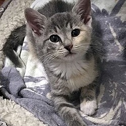 Photo of Dumplin